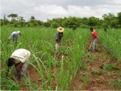 Inklings of Economic Reform in Cuba